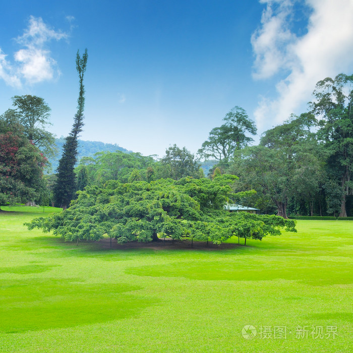 公园 绿色草地和蓝天