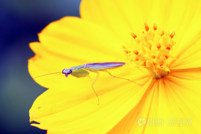 黄花的螳螂