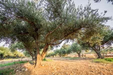 橄榄树花园