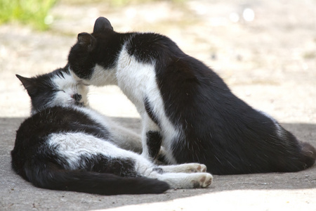 接吻猫分大猫小猫图片