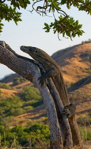 komodo龙varanus komodoensis