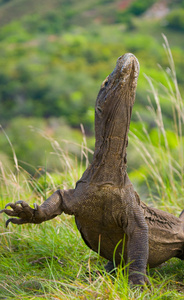 komodo龙varanus komodoensis