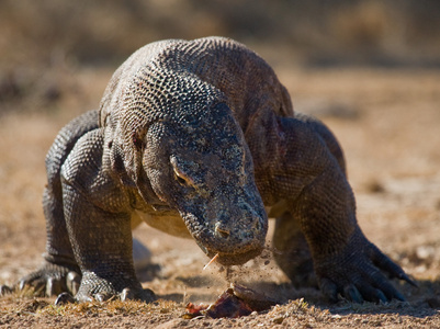 komodo龙varanus komodoensis