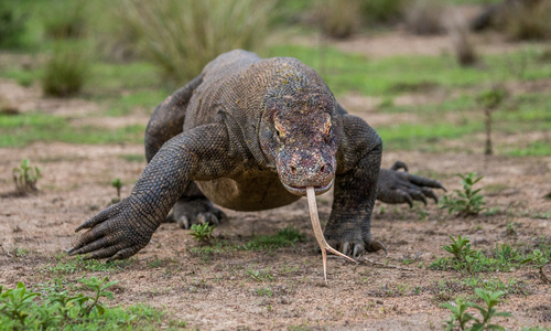 komodo龙varanus komodoensis