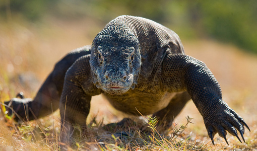 komodo龙varanus komodoensis