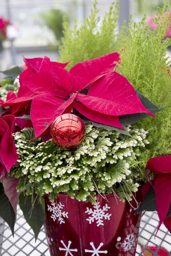 红色的圣诞一品红花