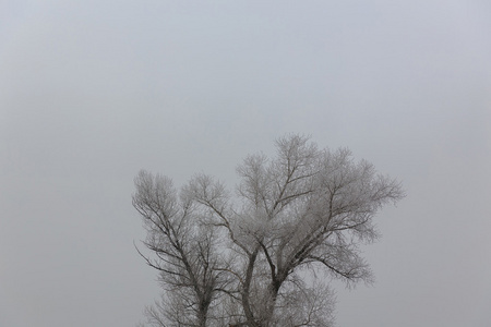 与雪树