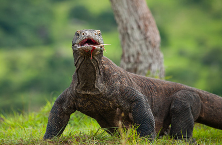 komodo龙varanus komodoensis