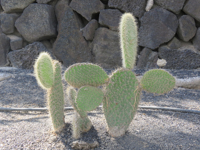 大仙人掌植物