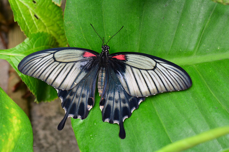 亚洲的燕尾蝴蝶肖像