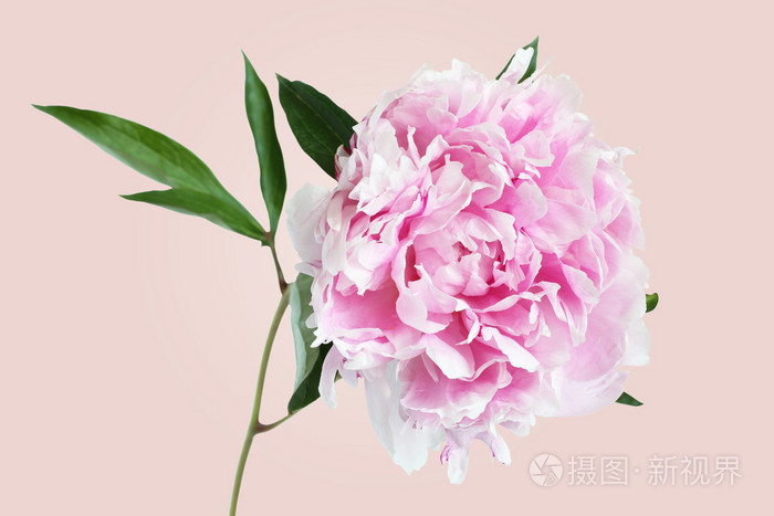 单朵粉色牡丹花图片图片