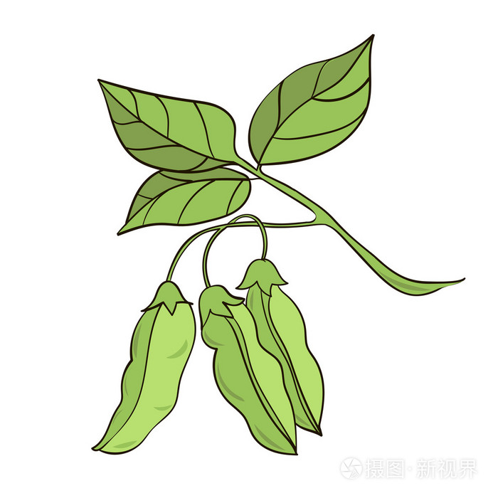矢量图的大豆植物隔离在白色背景上插画-正版商用图片1kvyin-摄图新