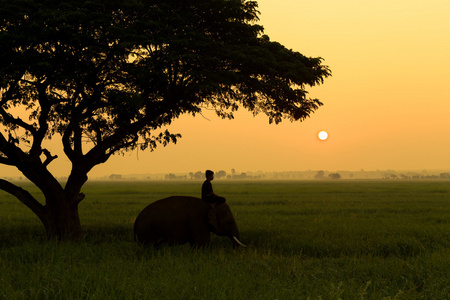 Mahout 与大象在日出的轮廓