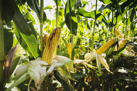 绿色的玉米地图片