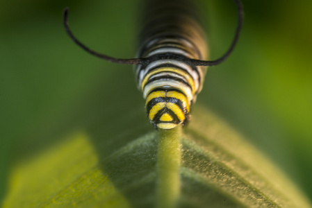 Monarchn 卡特彼勒，幼虫鳞翅目