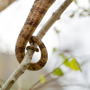 在佛罗里达州的棕色变色龙在棕色树枝上绑着圆角的变色龙尾巴照片