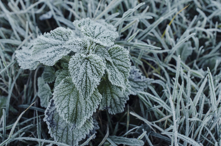 霜冻下的植物图片