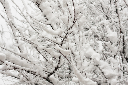 与雪在冬季公园的树木