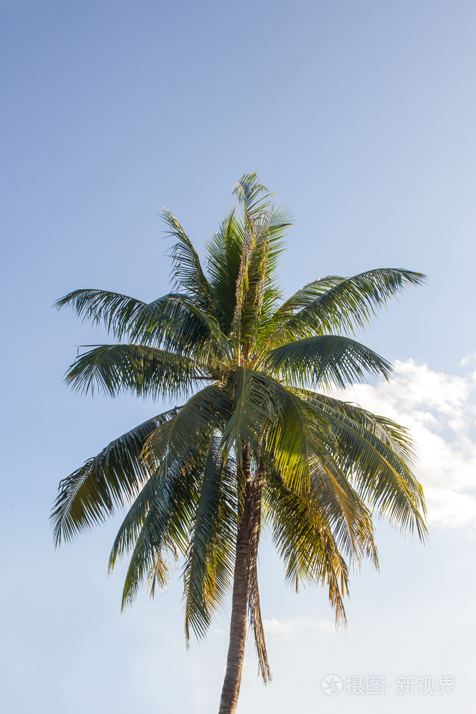 椰子树在蓝蓝的天空下