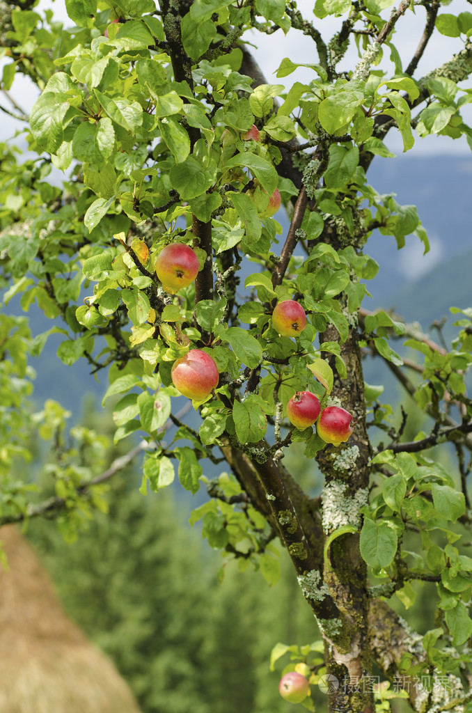 苹果的水果树