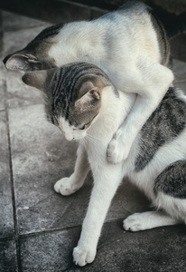 两只猫在街上打架或玩耍