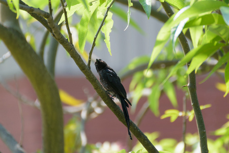 黑卷尾鸟在树上图片