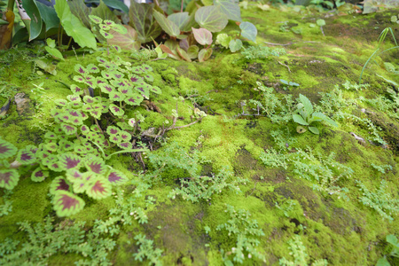 苔藓植物绿树