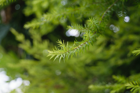 植物绿树