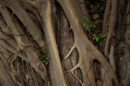 亚洲树根细节水平与大卷须图片