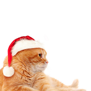 红猫在圣诞老人的帽子。圣诞节概念