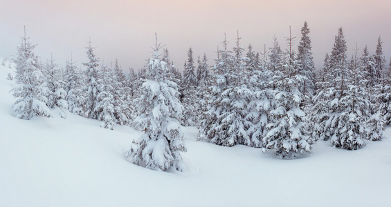 在霜雾冬季景观树
