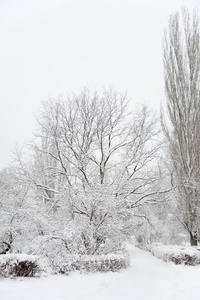 白雪覆盖的树木在冬季公园