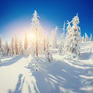 神奇的冬天大雪覆盖树。在喀尔巴阡的日落。乌克兰