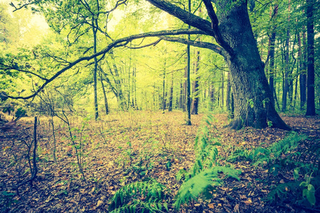 秋天的森林景观的旧照片