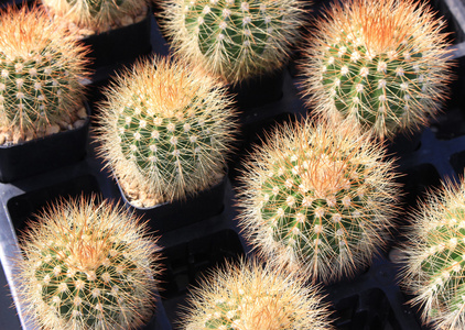 各类仙人掌植物，选择性焦点