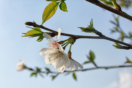 白树花在春天