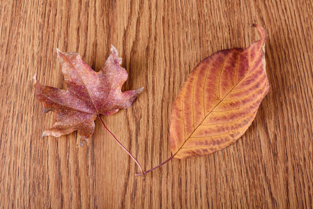 干燥的秋天叶子在木背景
