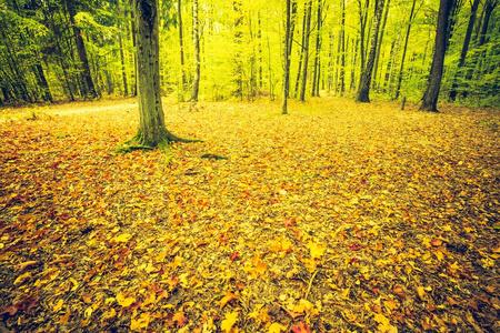秋天的森林景观的旧照片