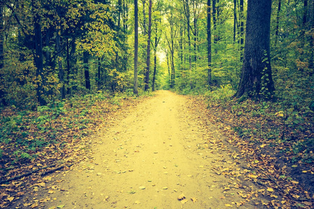 秋天的森林景观的旧照片图片