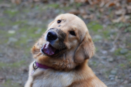 金毛猎犬的头图片