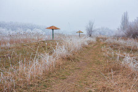 冬季景观霜橡树在霜晨