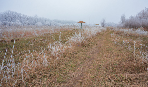 冬季景观霜橡树在霜晨