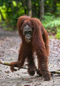 一只猩猩印度尼西亚