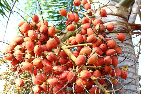 在泰国棕榈果照片