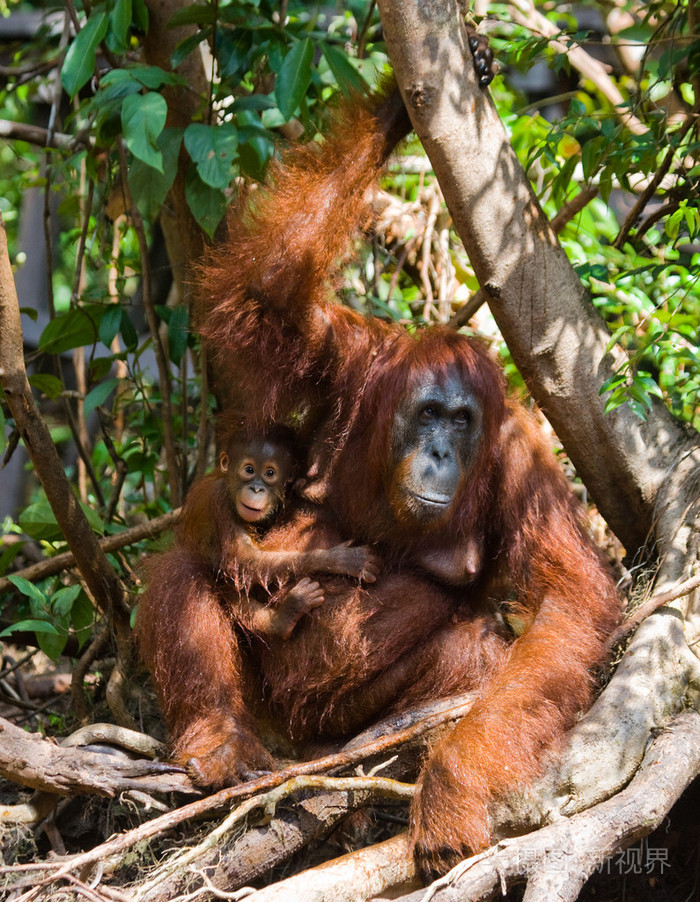 两个猩猩印度尼西亚