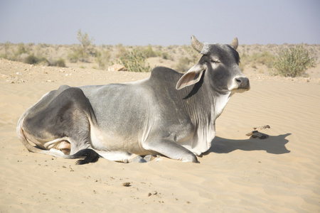 在沙漠中的奶牛