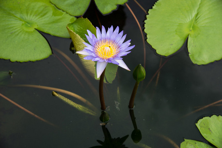 紫莲花池塘里图片