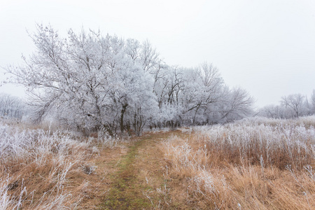 冬季景观霜橡树在霜晨