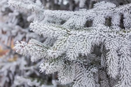 针叶树的分支覆盖着白霜