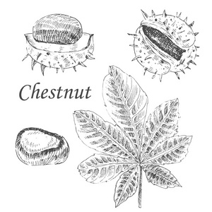 矢量板栗和叶草绘在白色背景上的设置。详细复古秋季植物插图